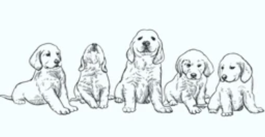 THE DOODLES HOME